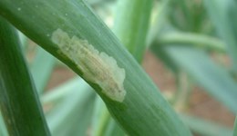 Crop damage caused by the allium leaf miner